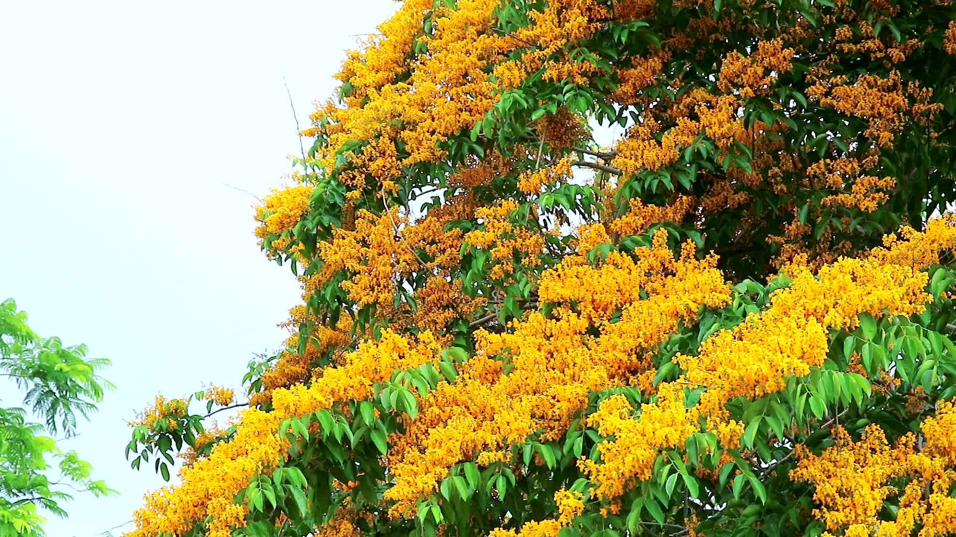 花园里夏天开花的黄色花朵视频的预览图