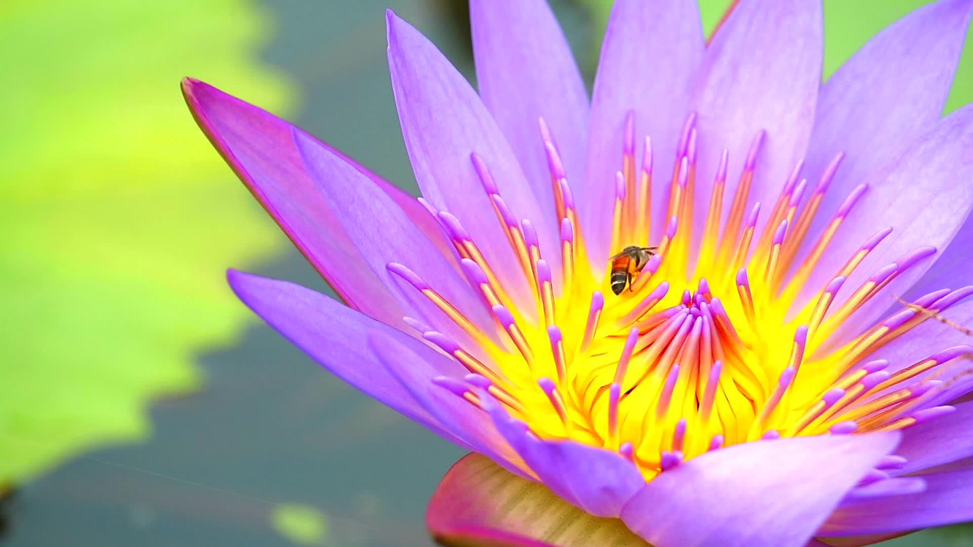 在花园里的紫色莲花粉上找到甜蜜的蜜蜂视频的预览图