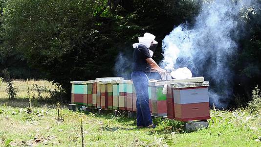 蜂巢中的蜜蜂养蜂人有机蜂蜜花粉养蜂场蜂窝蜂窝蜂窝蜂窝蜂窝蜂窝蜂窝视频的预览图