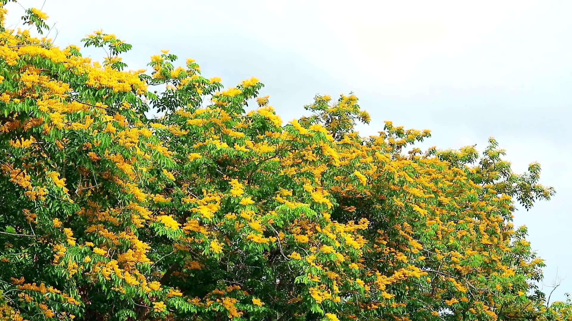花园里夏天开花的黄色花朵视频的预览图