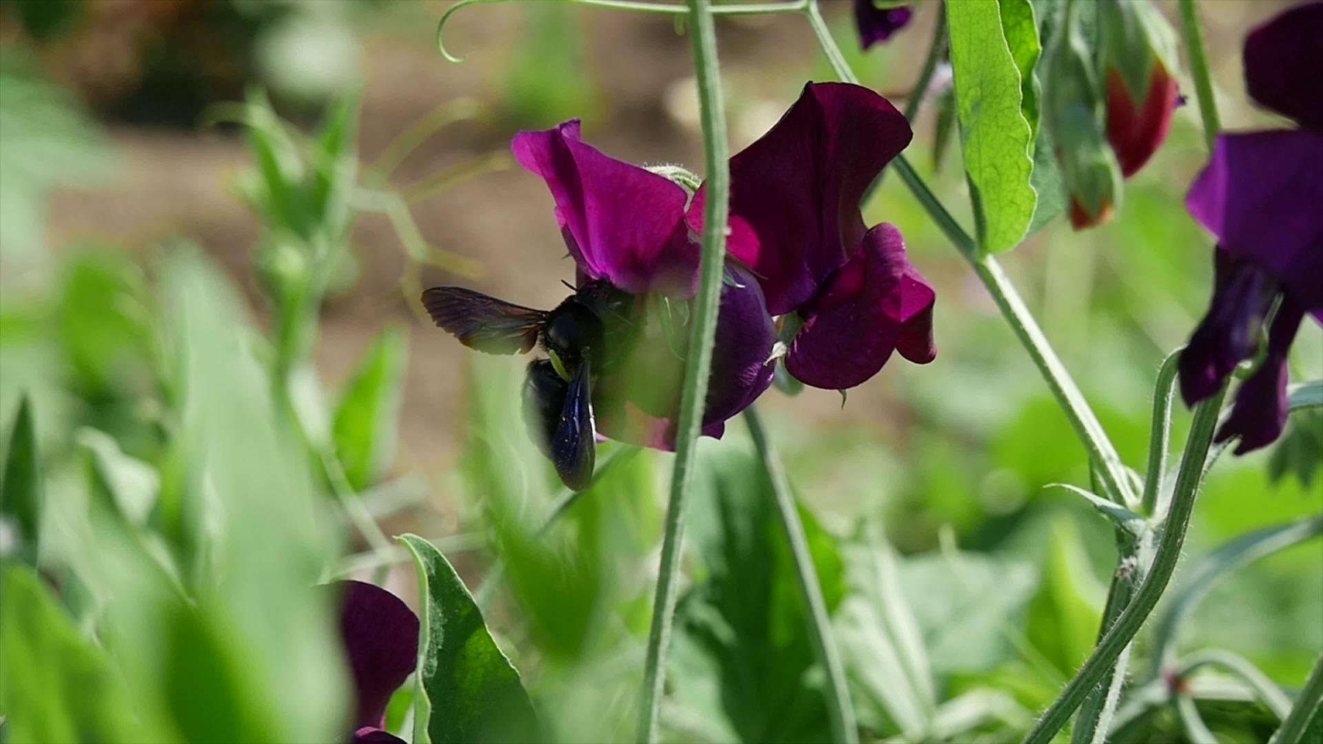 紫罗兰花中的紫色木偶蜜蜂视频的预览图