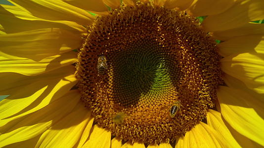 向日葵上有三只蜜蜂视频的预览图