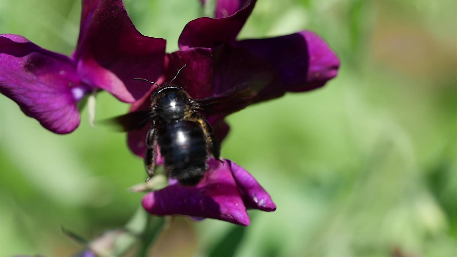 紫罗兰花中的紫色木偶蜜蜂视频的预览图
