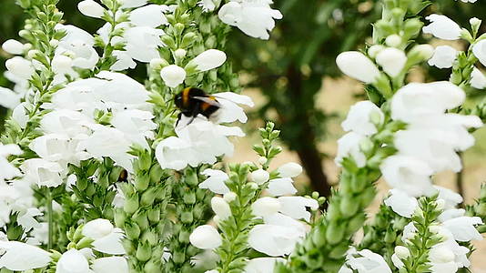 小蜜蜂在花朵中慢慢移动视频的预览图