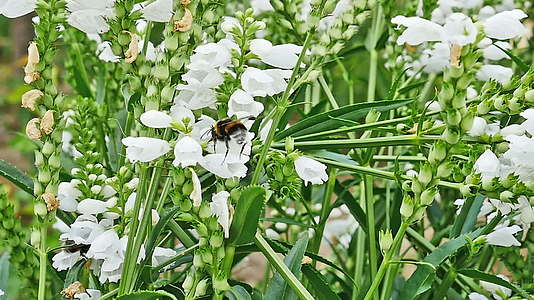 小蜜蜂在花朵中慢慢移动视频的预览图