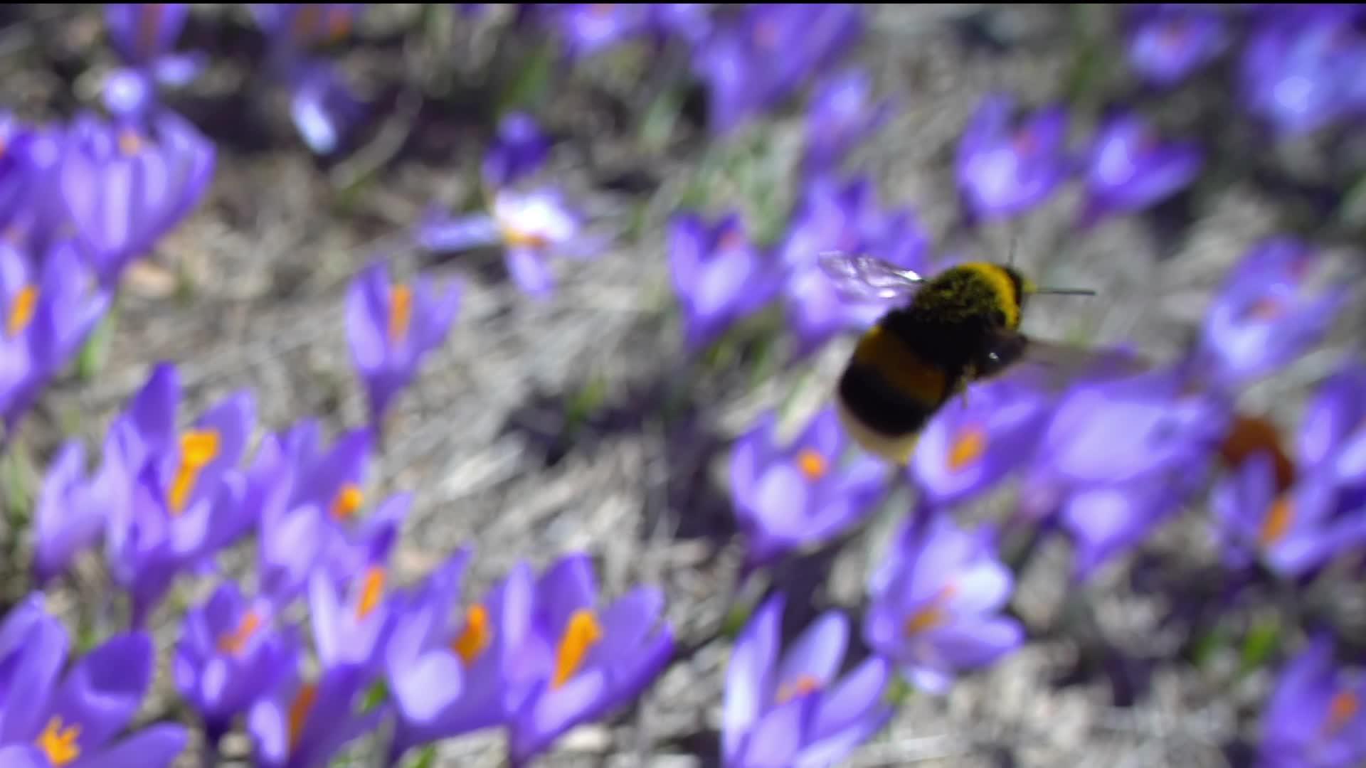 野生春花篮子里的小蜜蜂视频的预览图