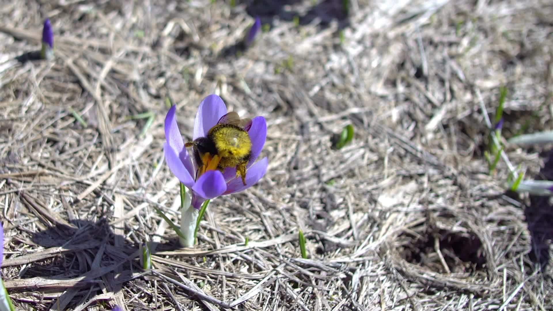 春天的黄蜜蜂在紫花椰子山的红花上视频的预览图