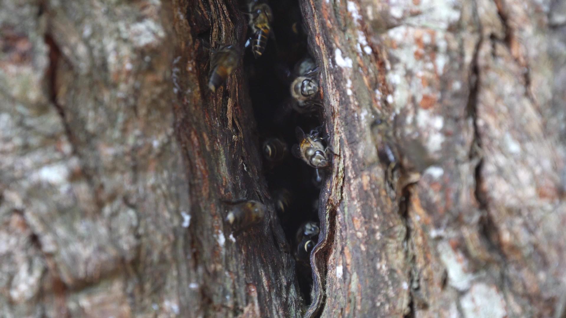 蜜蜂从树洞里飞出来视频的预览图