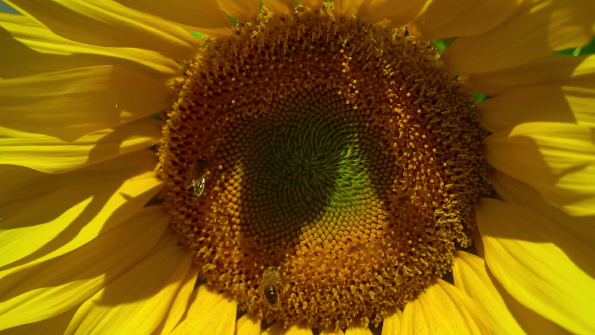 蜜蜂在向日葵上爬行视频的预览图
