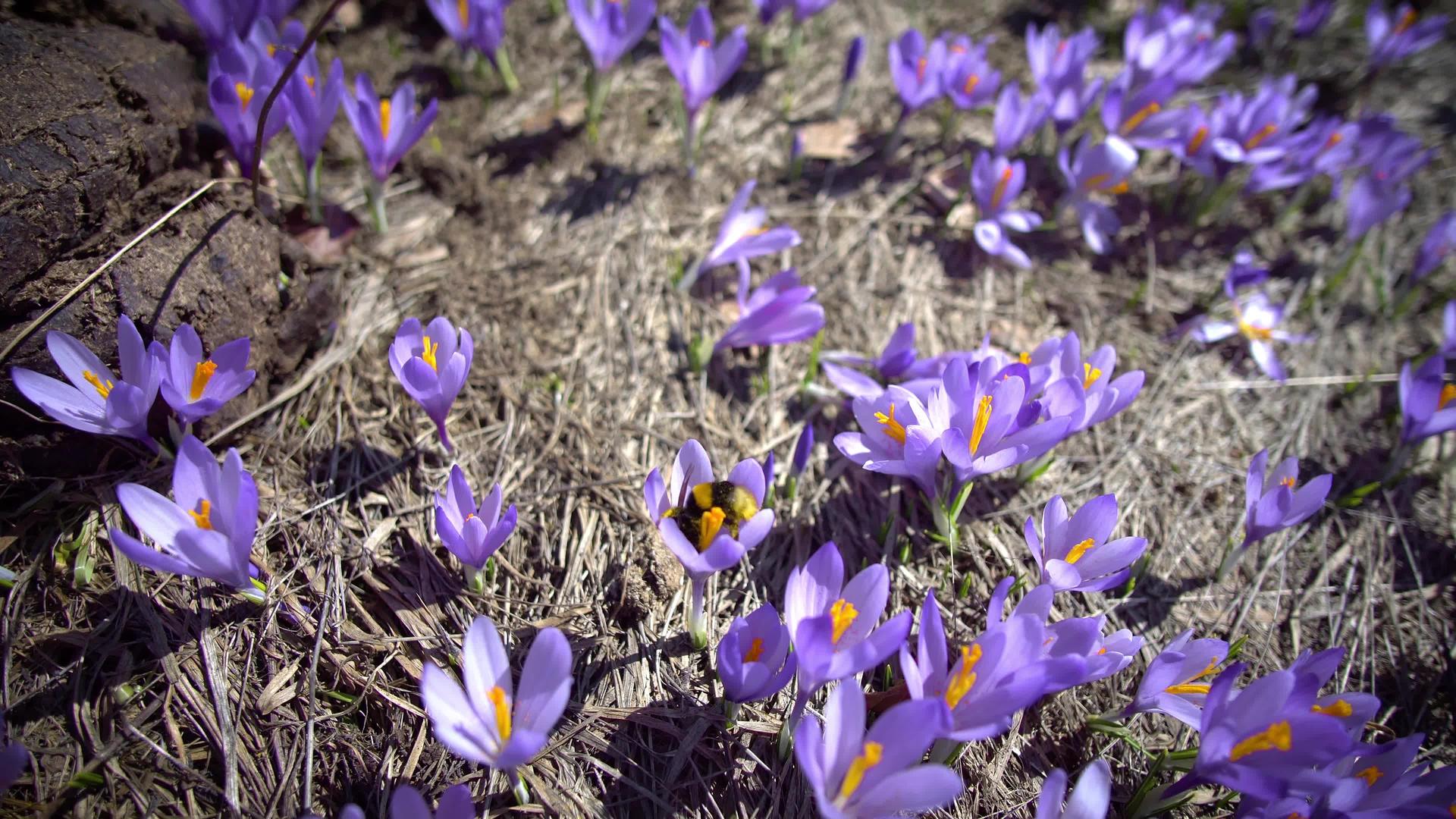 春天的黄蜜蜂在紫花椰子山的红花上视频的预览图