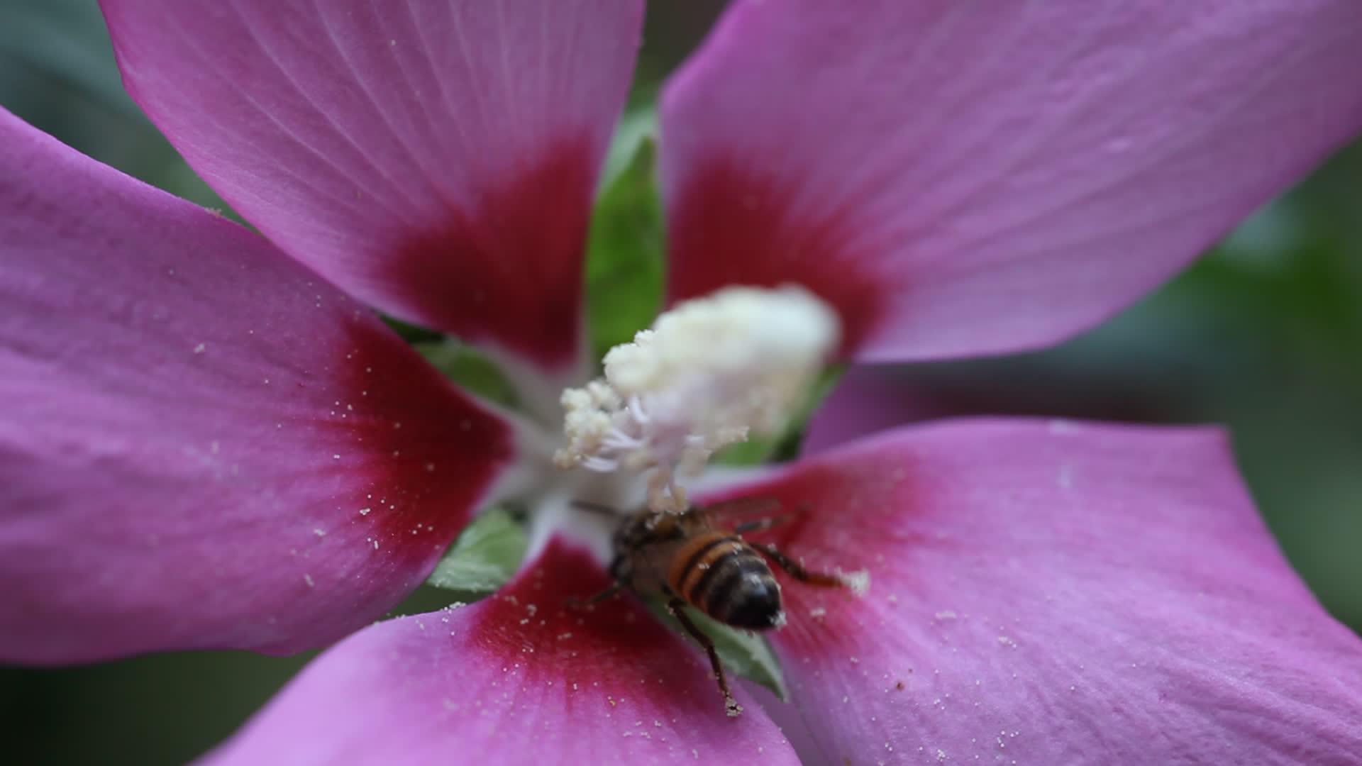 蜜蜂授粉粉红花视频的预览图
