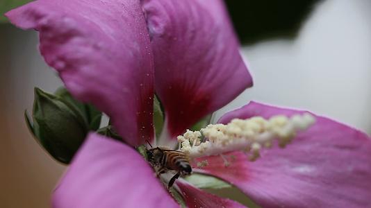 蜜蜂授粉粉红花视频的预览图
