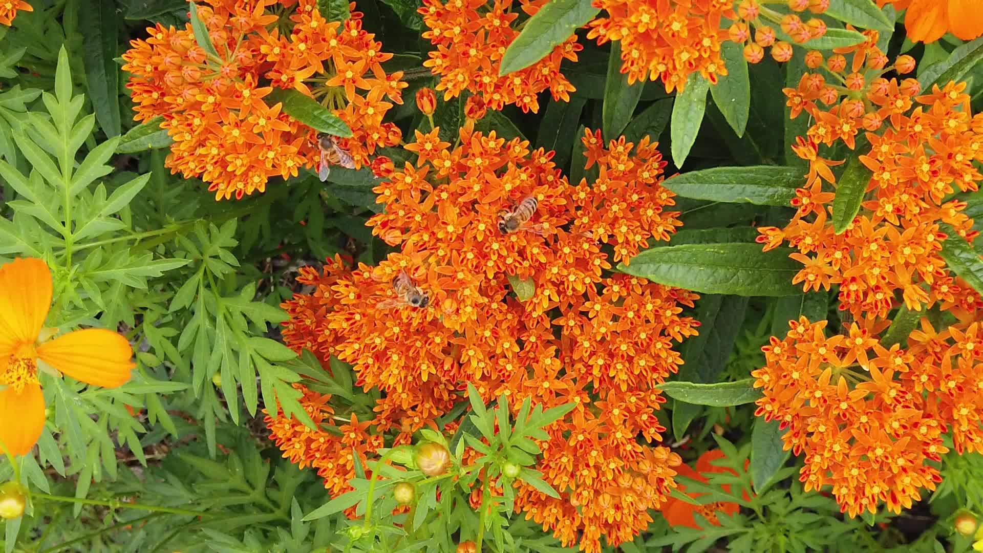 蜜蜂慢慢地将橙色的亚特兰大花粉化视频的预览图