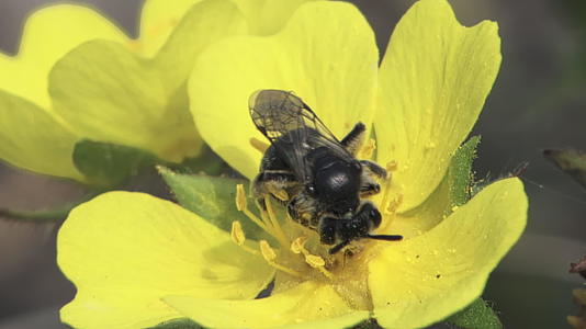 小蜜蜂在花上视频的预览图