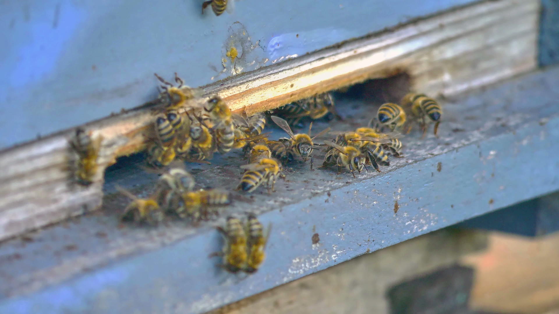 蜂窝4k中的蜜蜂组视频的预览图