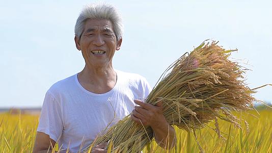水稻丰收农民抱着水稻冲镜头微笑视频的预览图
