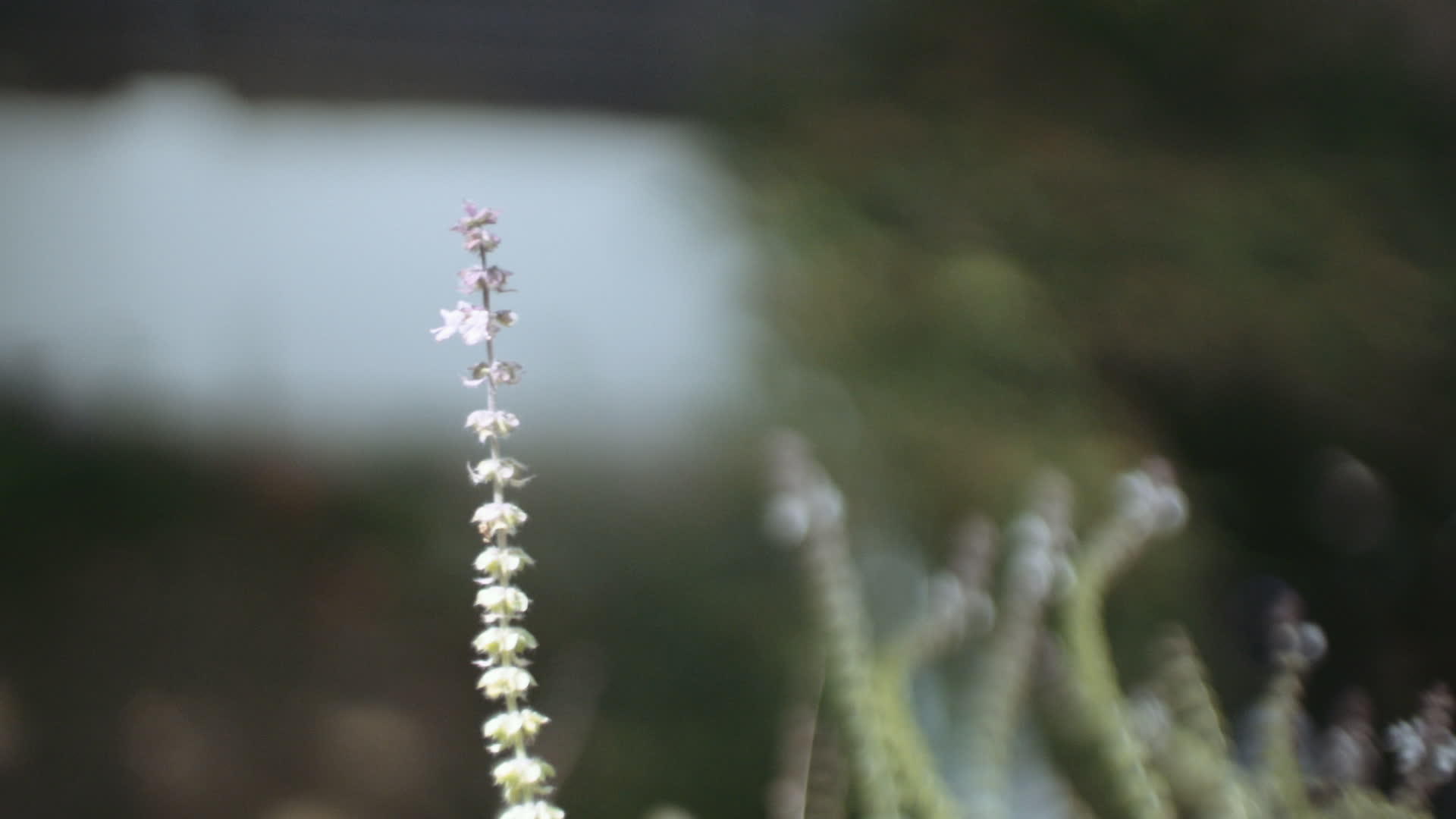 野生植物上的蜜蜂的软焦点视频的预览图