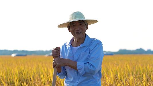 水稻田间务农的农民视频的预览图