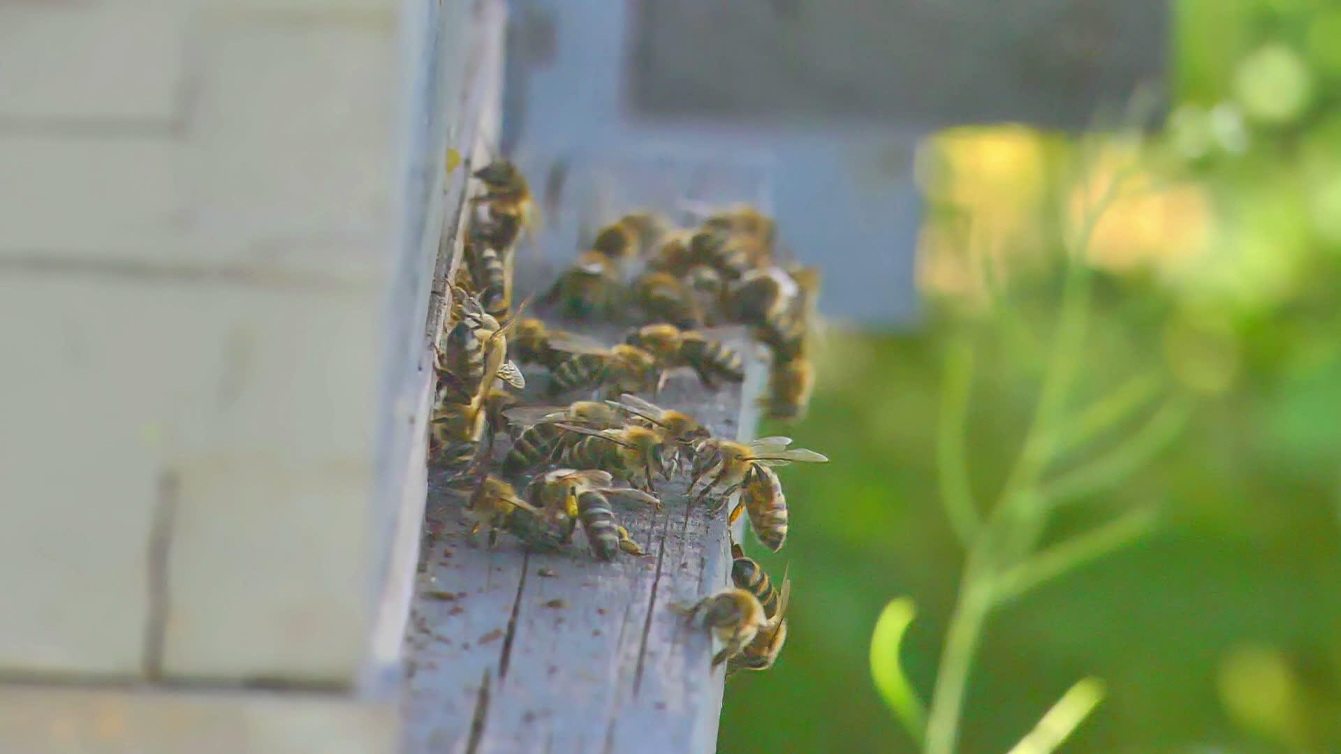 蜂巢中的蜜蜂群视频的预览图