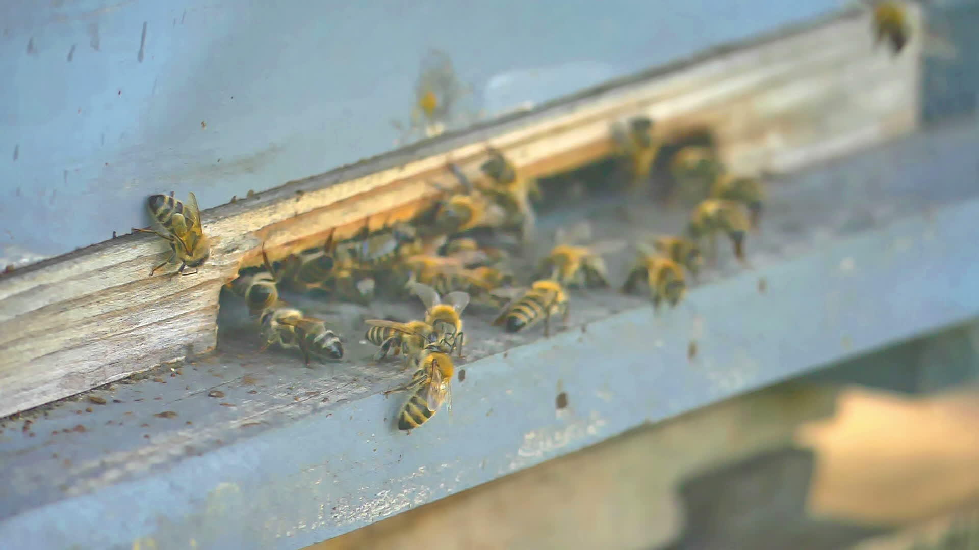 蜂巢中的蜜蜂群视频的预览图
