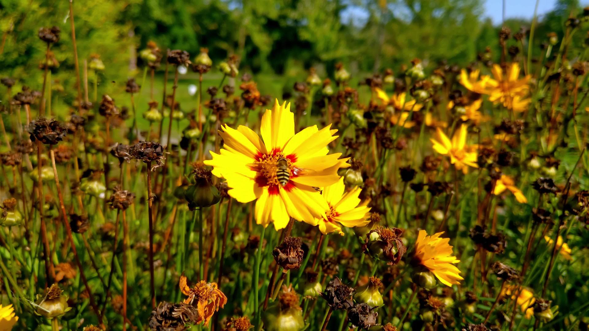 从秋天开始一只蜜蜂坐在公园里的一朵黄花上视频的预览图