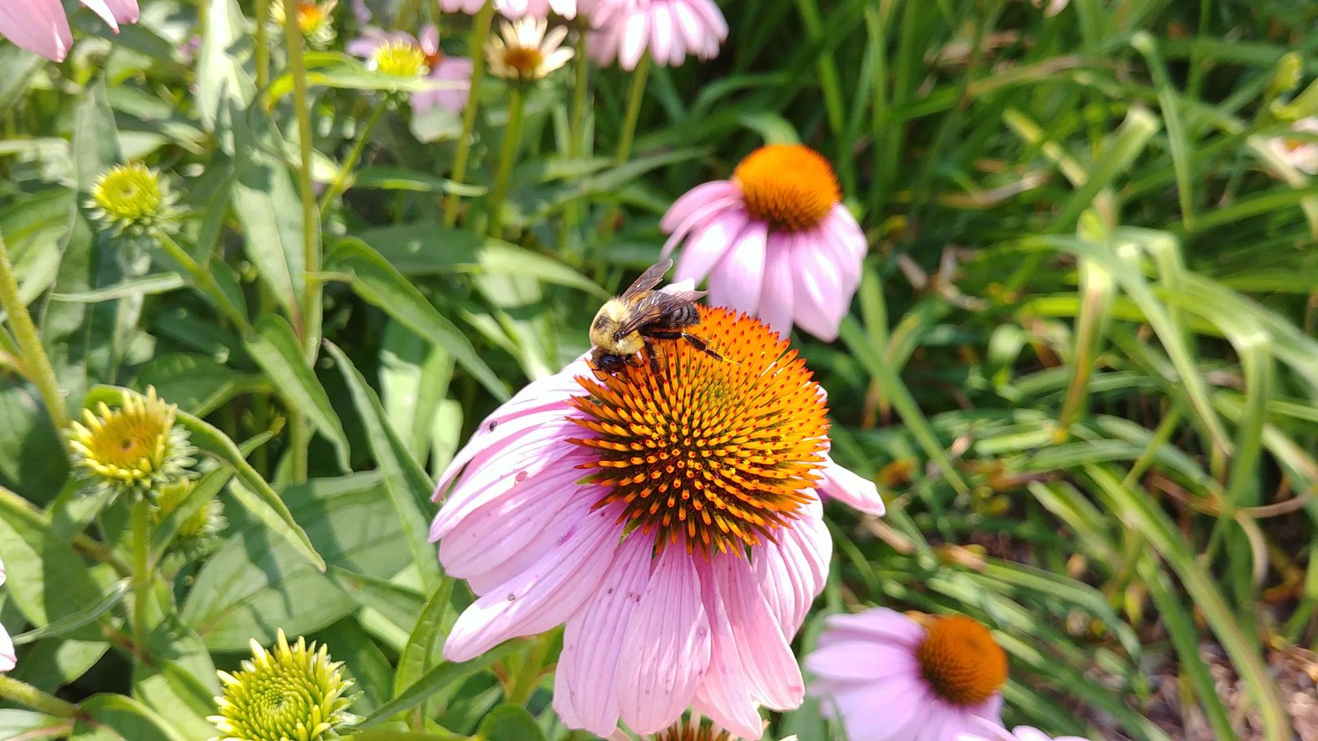 大蜜蜂在花上收集花粉视频的预览图