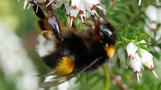 大黄蜂正在收集花粉来收集花上的蜂蜜视频的预览图