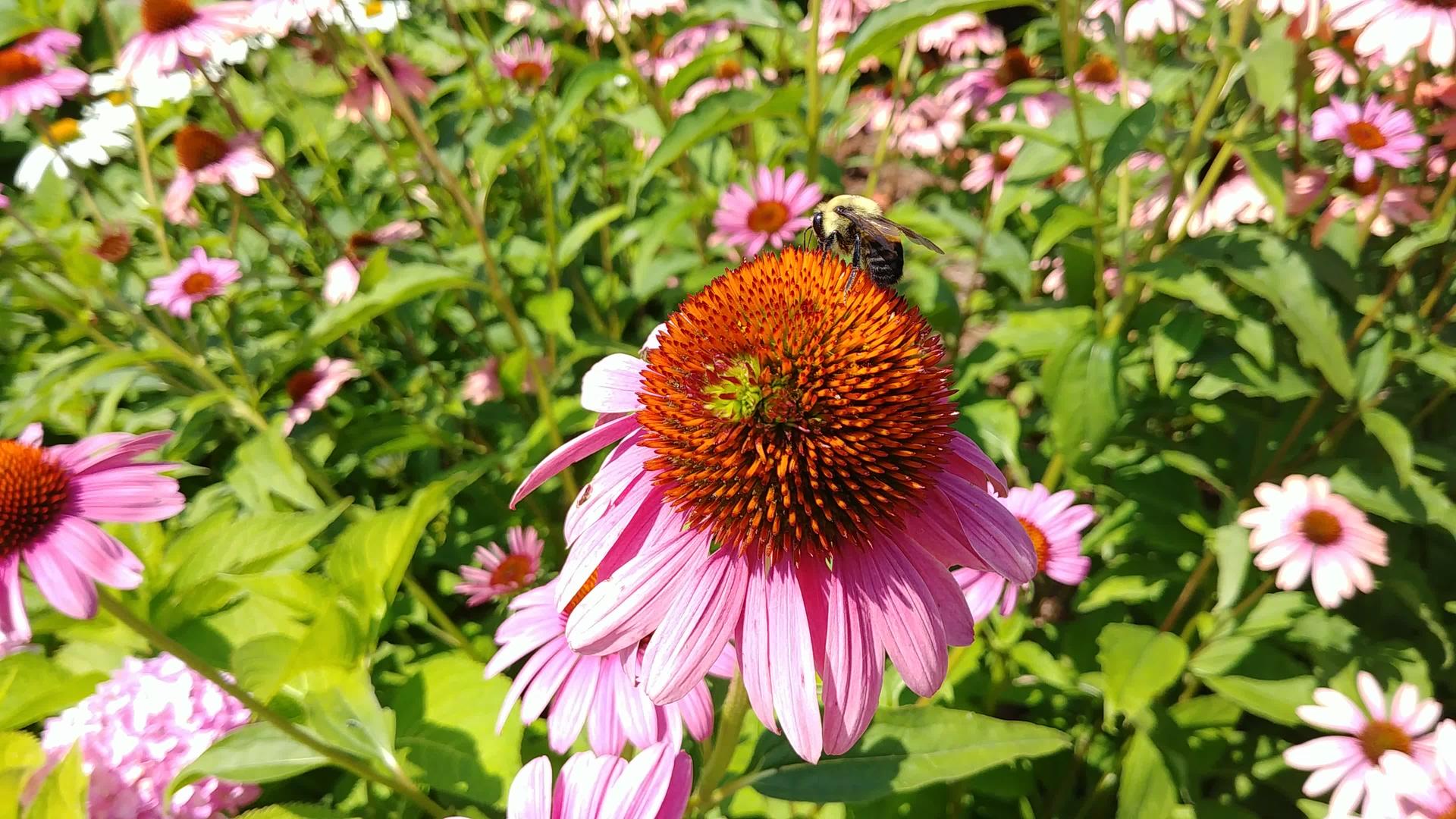 大蜜蜂在花上收集花粉然后飞走视频的预览图