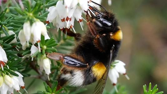 大黄蜂正在收集花粉来收集花上的蜂蜜视频的预览图