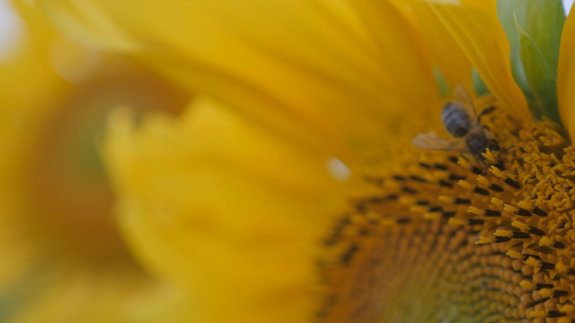 黄色的向日葵花盛开视频的预览图