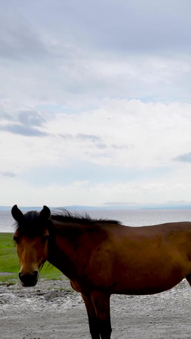 蒙古实拍马群湖边行走集合视频的预览图