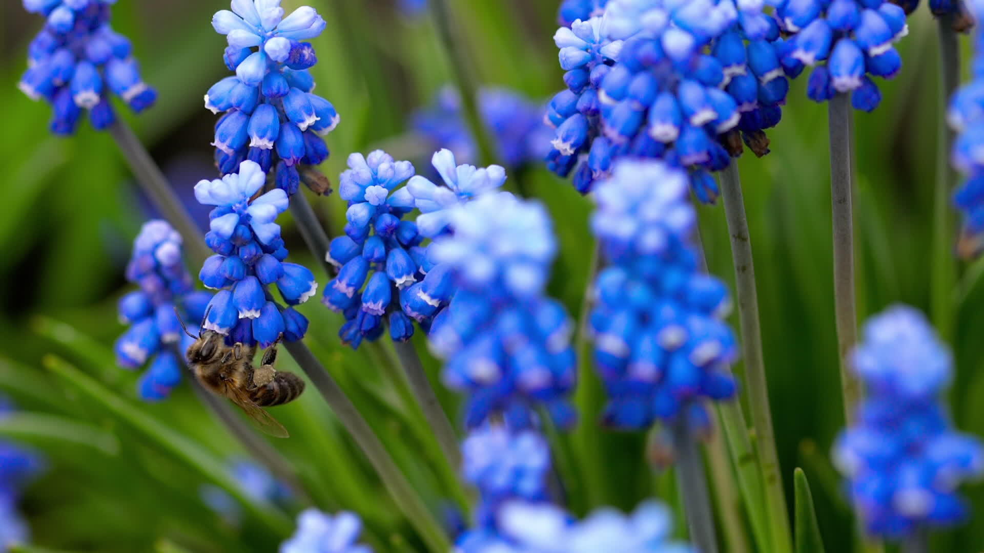 蜜蜂在穆斯卡里的花朵附近飞行视频的预览图