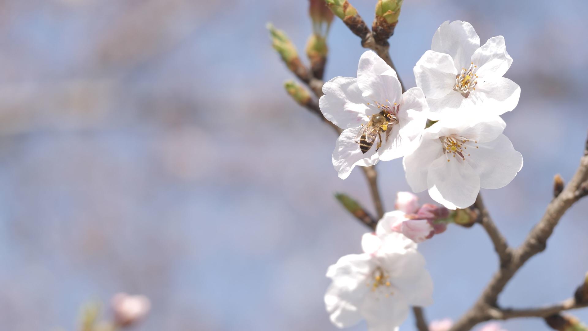 樱花和蜜蜂视频的预览图