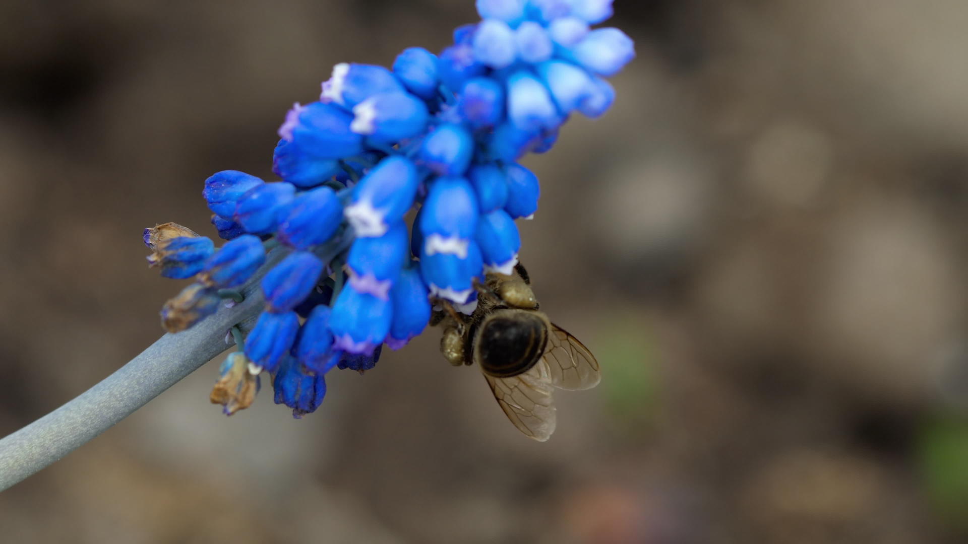 蜜蜂在穆斯卡里花视频的预览图