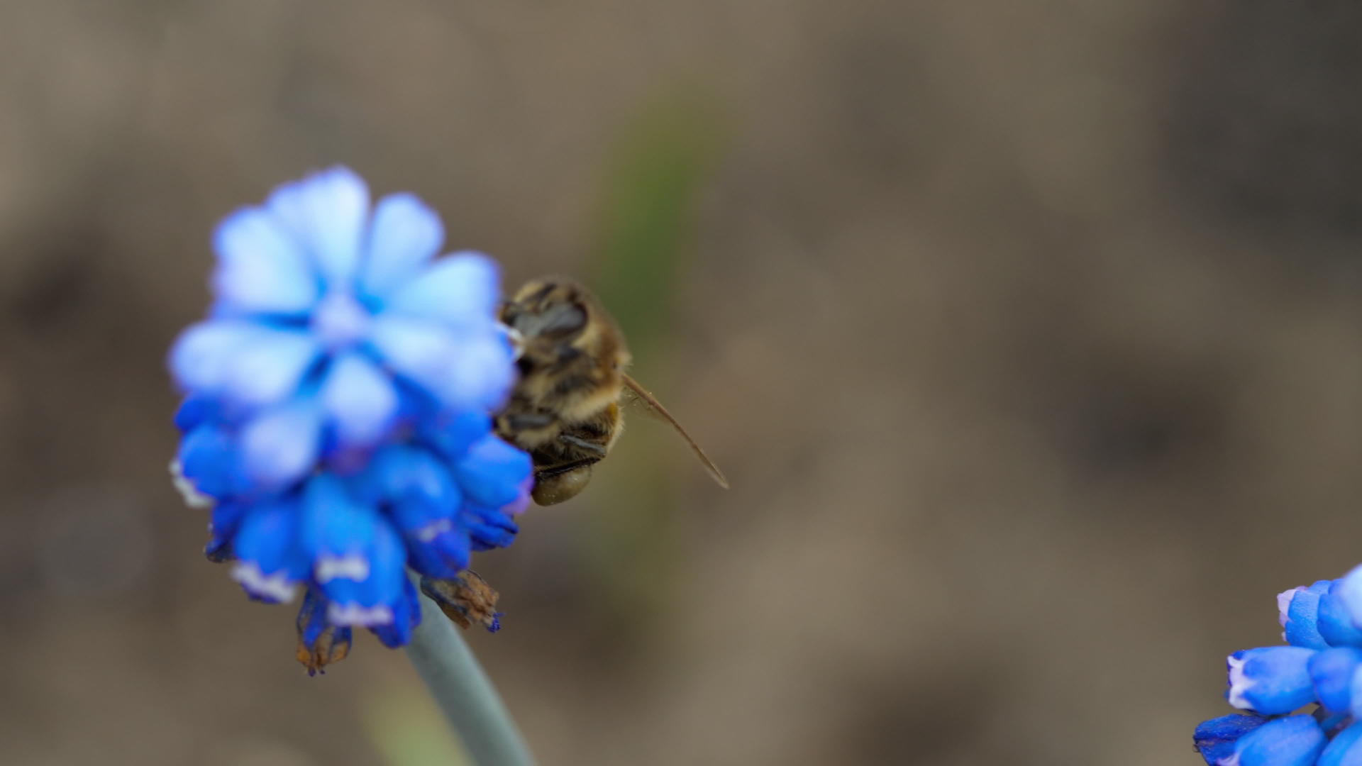 蜜蜂在穆斯卡里花视频的预览图