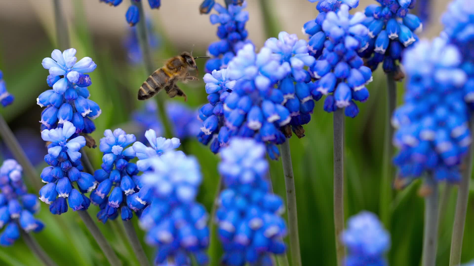 蜜蜂在穆斯卡里的花朵附近飞行视频的预览图