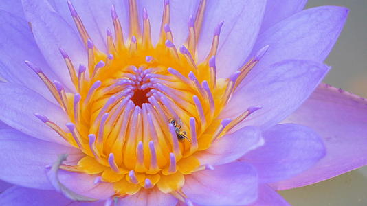 小蜜蜂爬上运河上的紫莲花粉视频的预览图