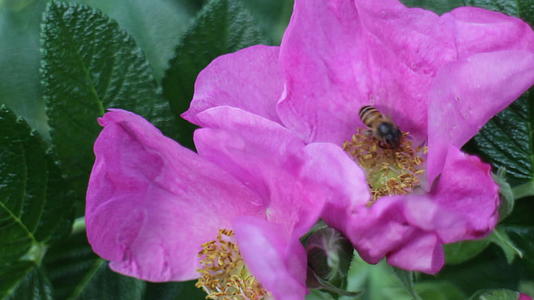 蜜蜂开花的粉红花视频的预览图