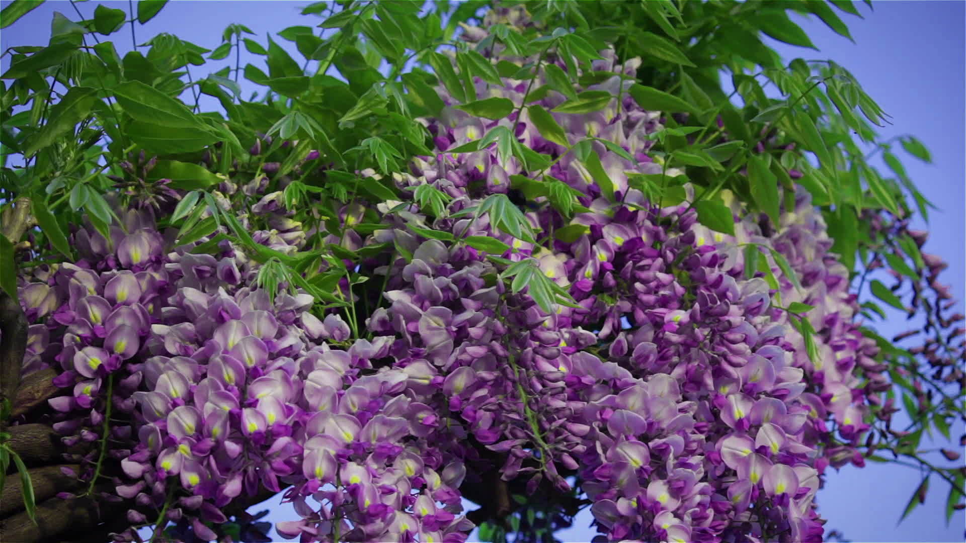 紫色木蜂蜜蜂在维斯特利亚的花朵上视频的预览图