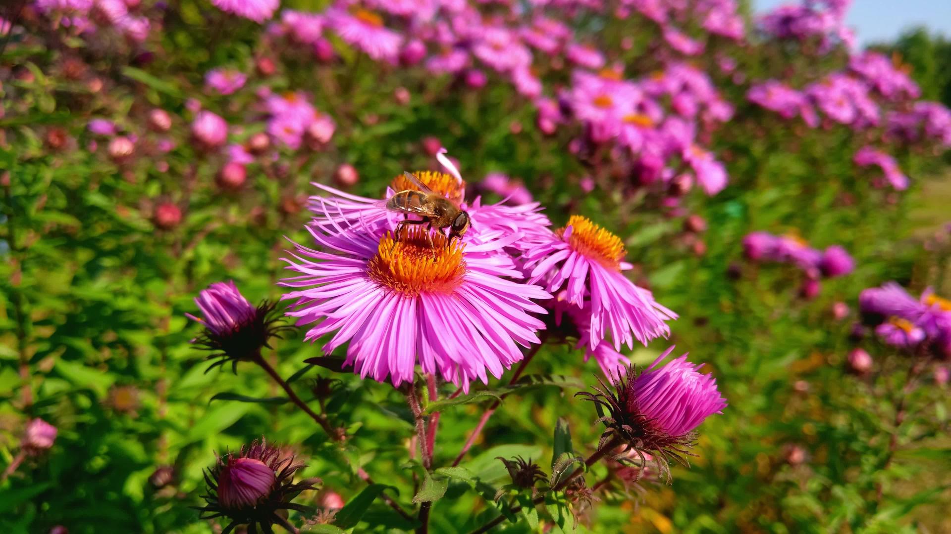 一只蜜蜂坐在花园的花上视频的预览图