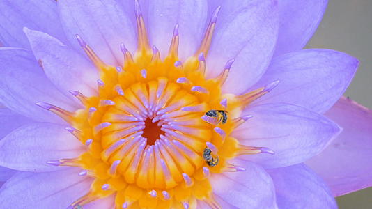 两只小蜜蜂在运河上攀登紫莲花粉视频的预览图