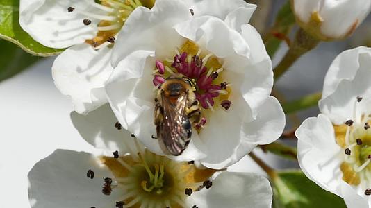 有蜜蜂的梨开花视频的预览图