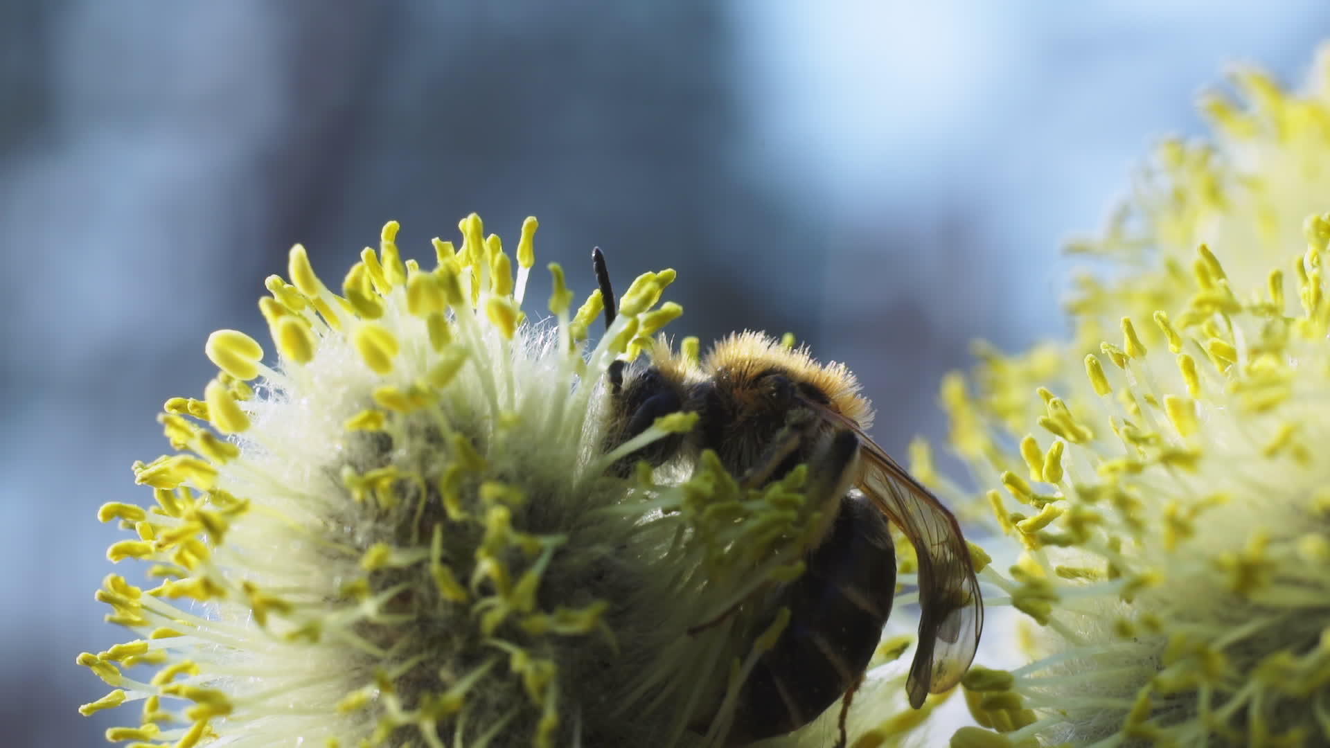 蜜蜂在猫柳的花朵上视频的预览图