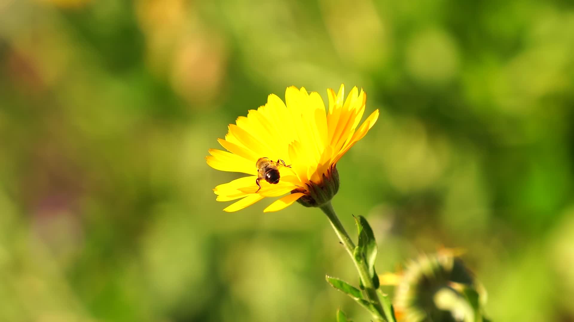 自然背景包含黄色花和蜜蜂的自然背景视频的预览图