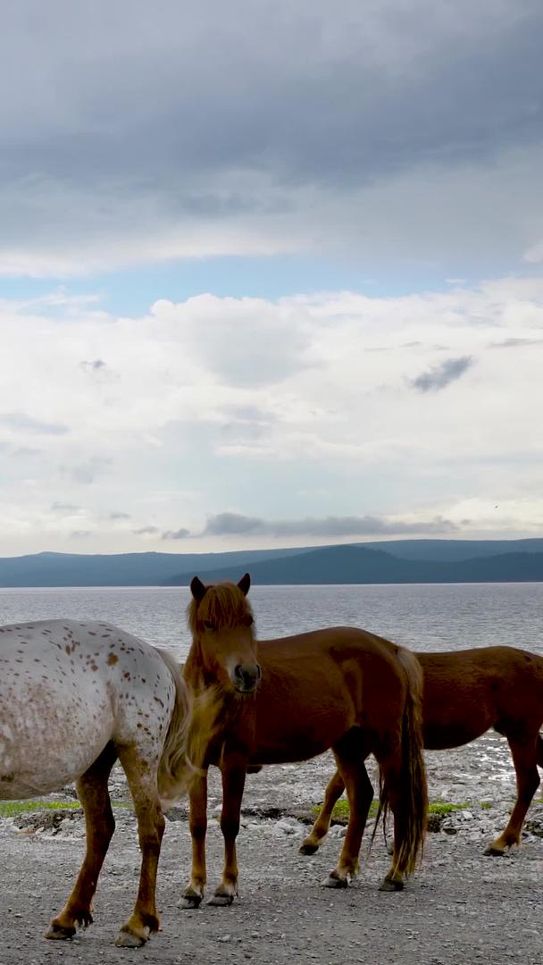 蒙古实拍马群湖边行走集合视频的预览图