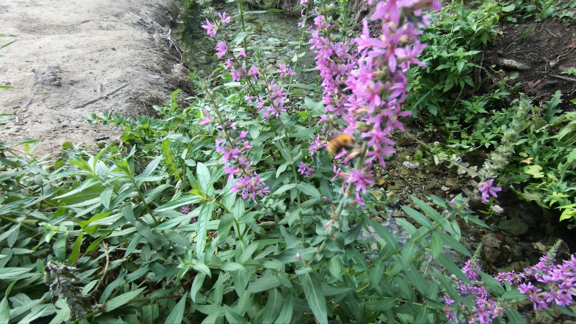紫花上的大红蜜蜂视频的预览图