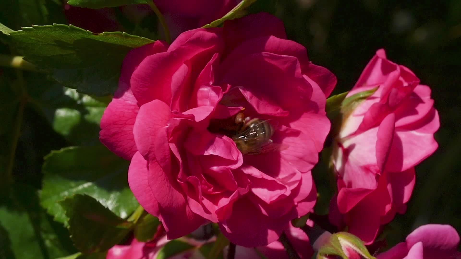蜜蜂在玫瑰中视频的预览图