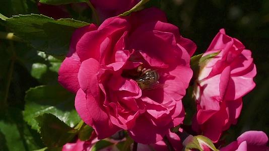 蜜蜂在玫瑰中视频的预览图
