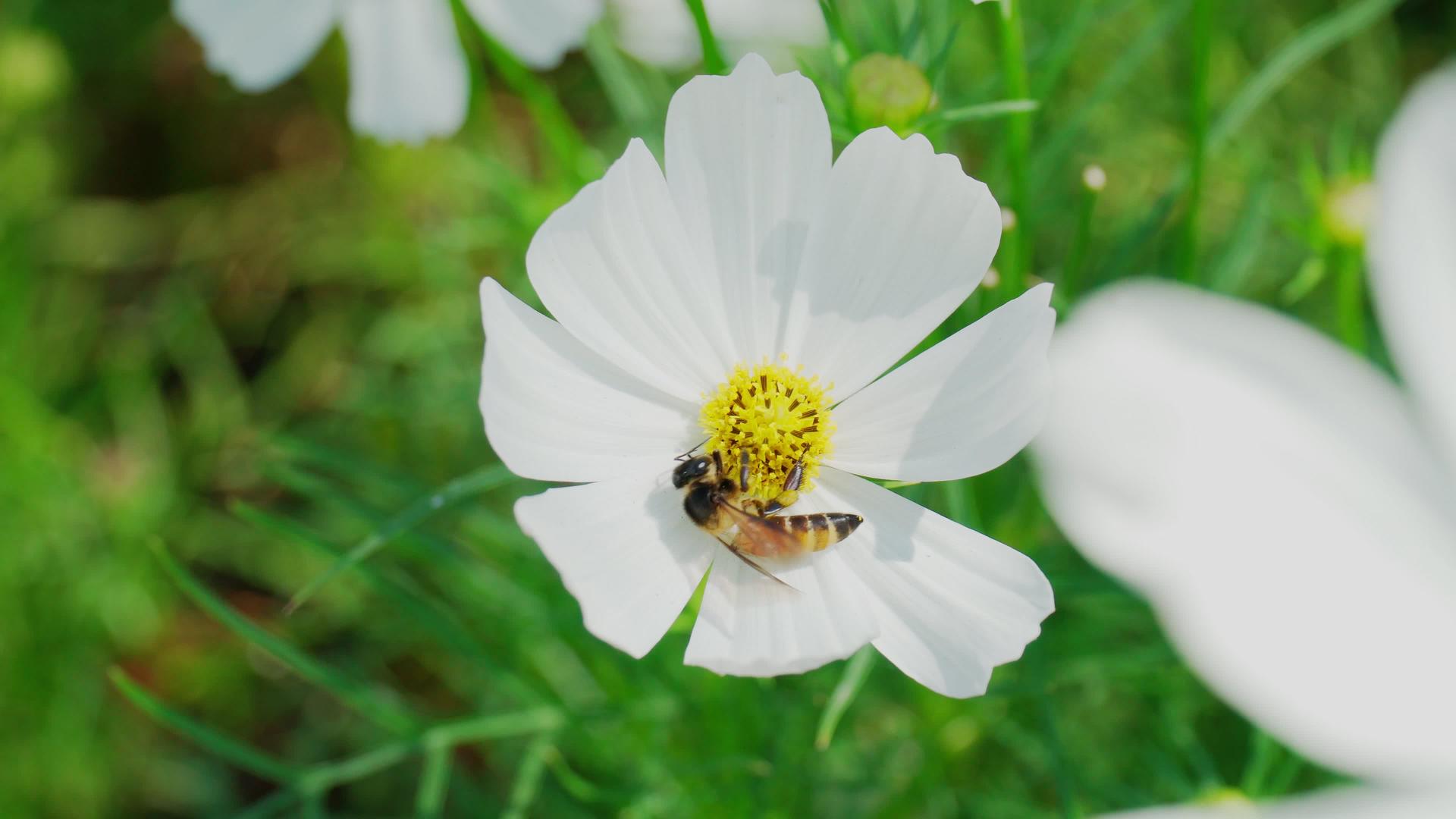 蜜蜂吸食白花的花蜜授粉和自然方法视频的预览图