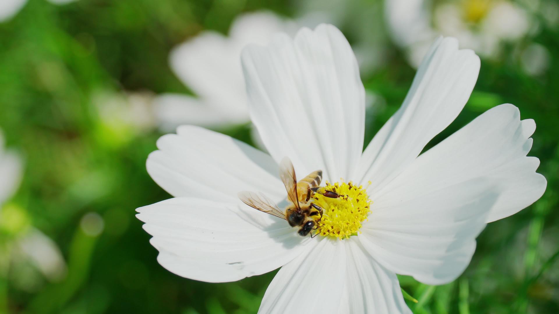 蜜蜂吸食白花的花蜜授粉和自然方法视频的预览图